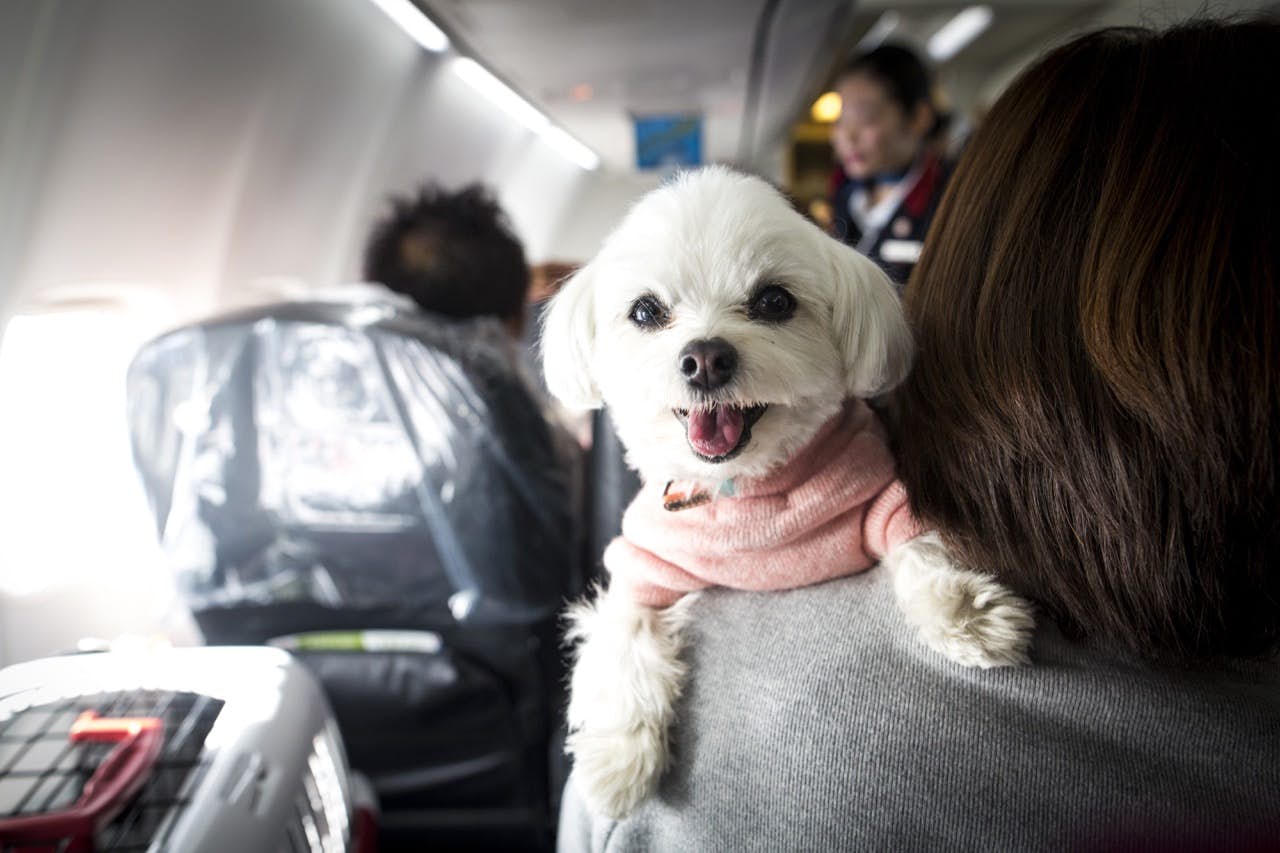 How do your fellow passengers really feel about animals on airplanes